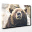 Brown Grizzly Bear Photographic - Wrapped Canvas-19090804