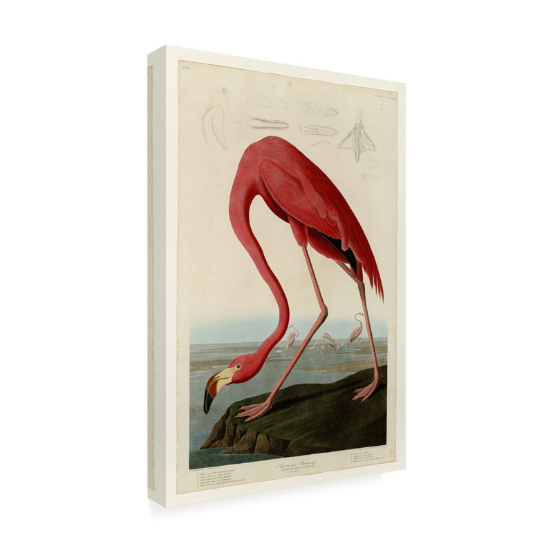 Art mural sur toile tendue - John James Audubon «Starry Night», décoration murale pour le salon, la chambre à coucher ou le bureau - 30 x 47