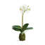 Ensemble de 2 orchidées PHALAENOPSIS