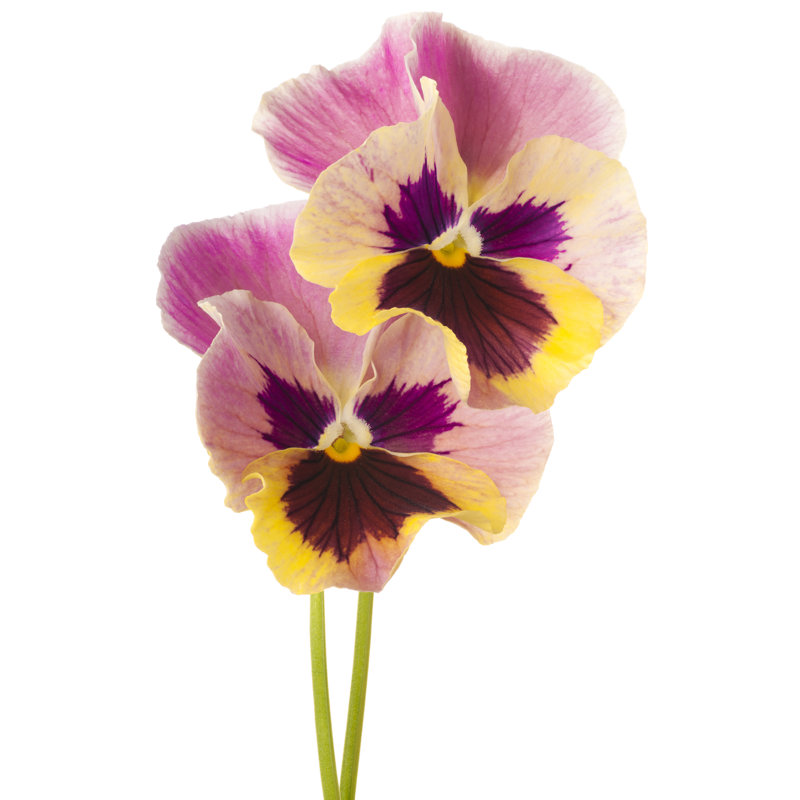 Pansy - Wrapped Canvas Print, 46cm H x 30cm W