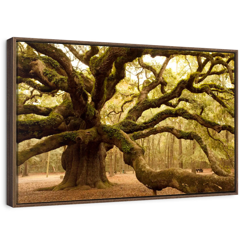 Mossy Ancient Oak Tree, Floating Frame Walnut, 31" X 21"