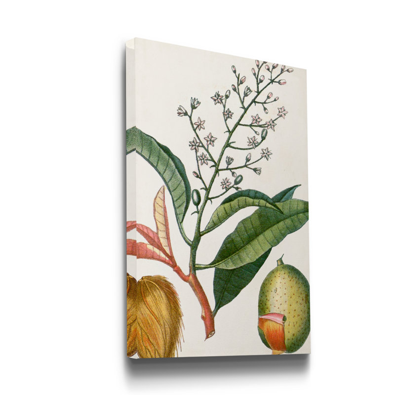 Reproduction d’art sur toile tendue « Turpin tropical fruit X », H 36 po x l 24 po x P 1 po