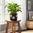  6" Flower Power Planter-592231099