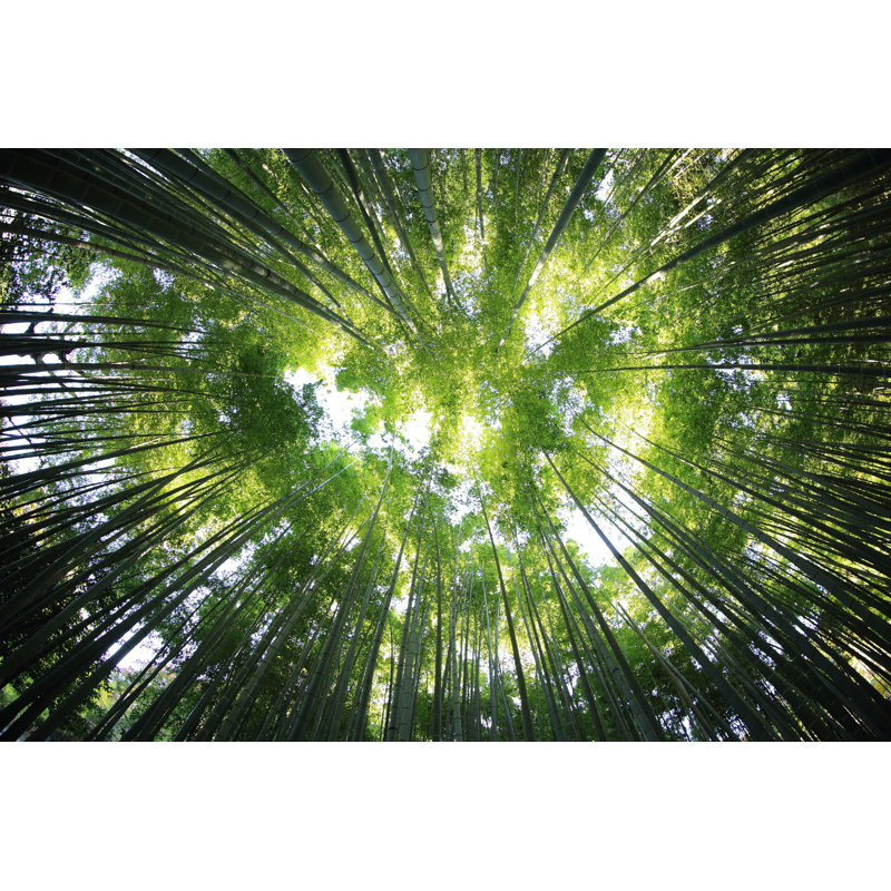 Hauts arbres, auvent de la forêt, regardant vers le haut, soleil, circulaire, H 26 po x l 50 po x P 1,5 po