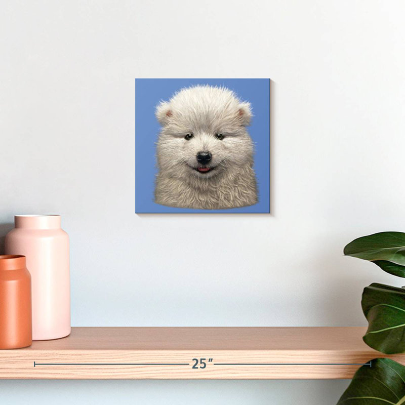 Chiot Brampt Samoyède