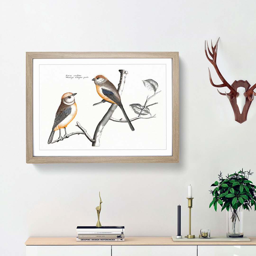 Tail Tit Birds by Johan Teyler - Framed Print