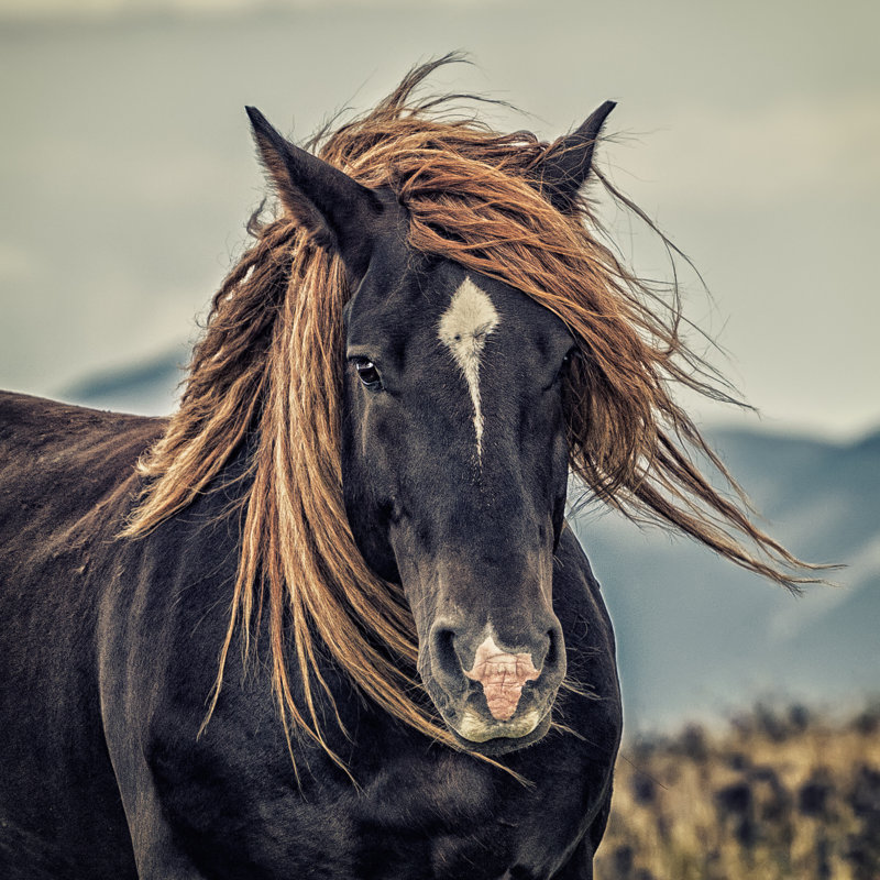Cheval par Giorgiogalano - photographie sur toile tendue, H 36 po x l 36 po