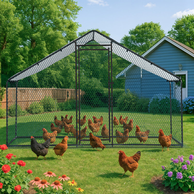 Emmeric Walk In Chicken Run, H 78 po x l 78 po x P 117 po, Noir