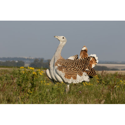 Great Bustard by MikeLane45 - Wrapped Canvas Print