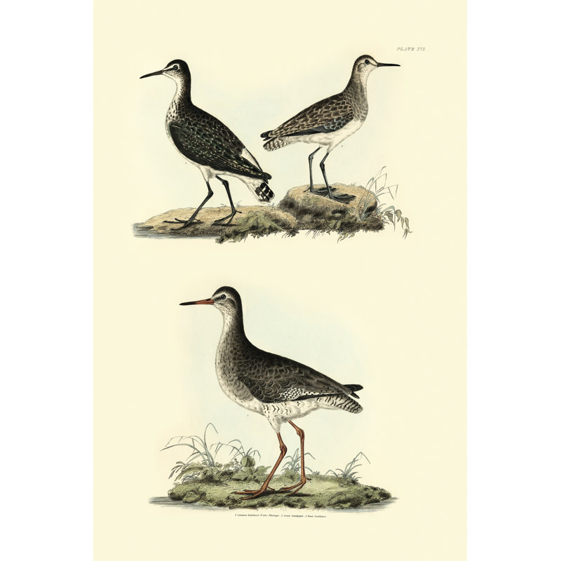 Selby Sandpipers II - Wrapped Canvas Print, 46cm H x 30cm W x 3.8cm D