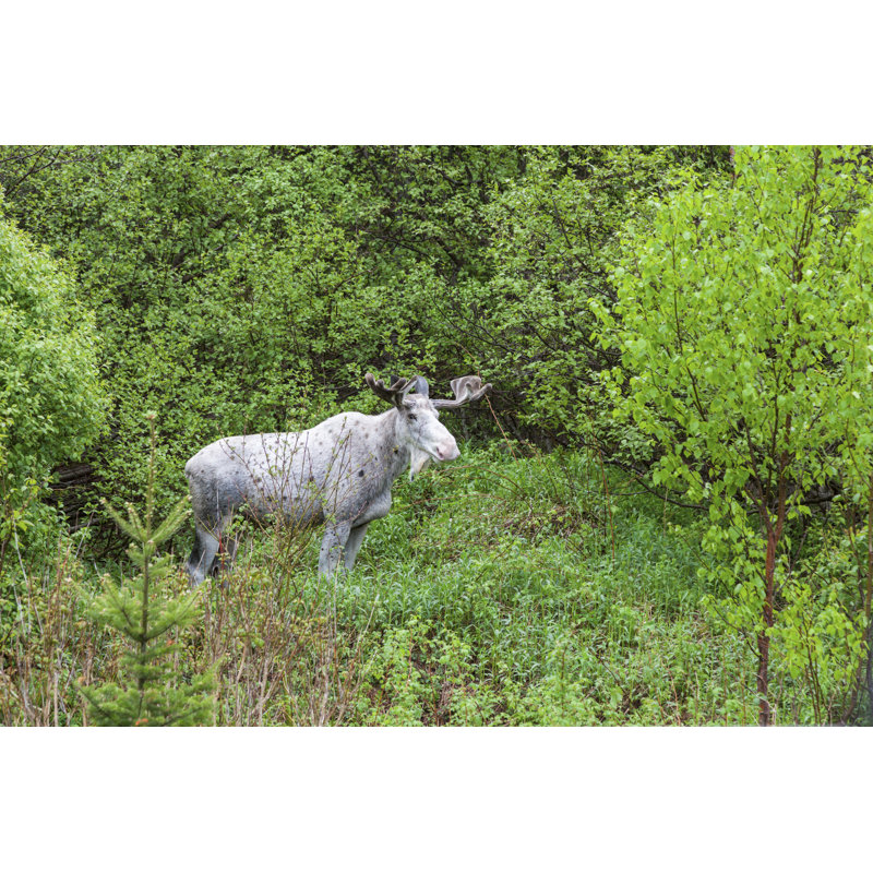 Moose In The Forest - Wrapped Canvas Print, 61cm H x 91cm W