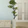 Panama Floor Yacca Tree in Planter