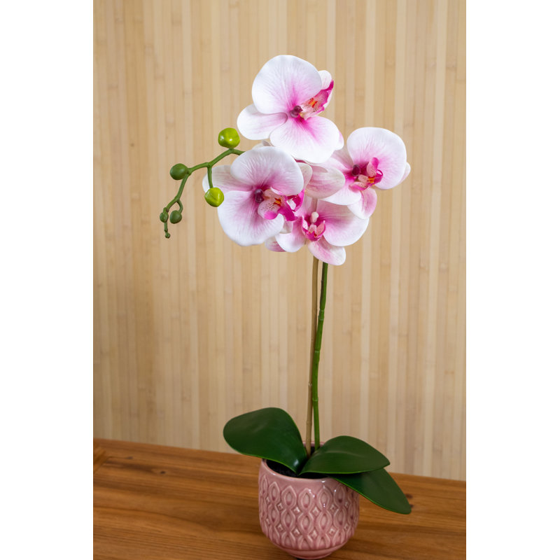 Orchid Arrangement in Pot