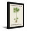 Plantes et fleurs, parapluie, palmier, reproduction-1116218919-1116218912-1116218915