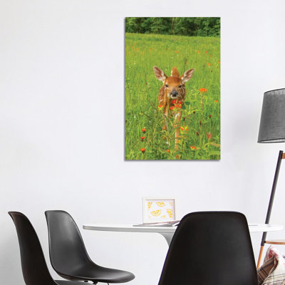 USA, Minnesota, Pine County. Captive Fawn. by Jaynes Gallery - Wrapped Canvas Print
