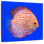 Brampt Exotic Discus Fish