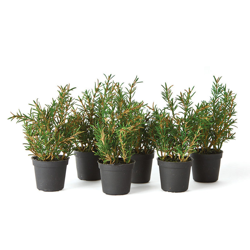 Plante rosemary en pot