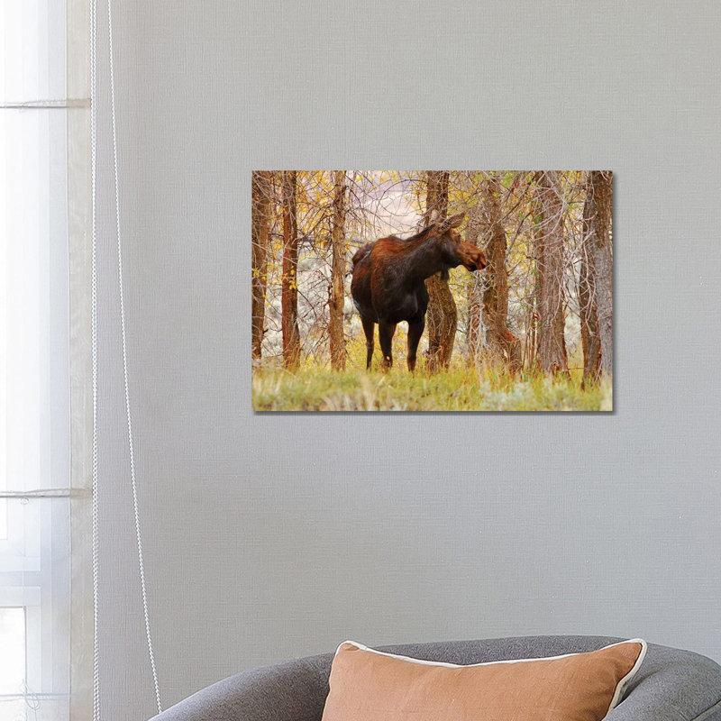 Cow Moose by Brian Wolf - Wrapped Canvas Print, 45.72cm H x 66.04cm W x 1.91cm D