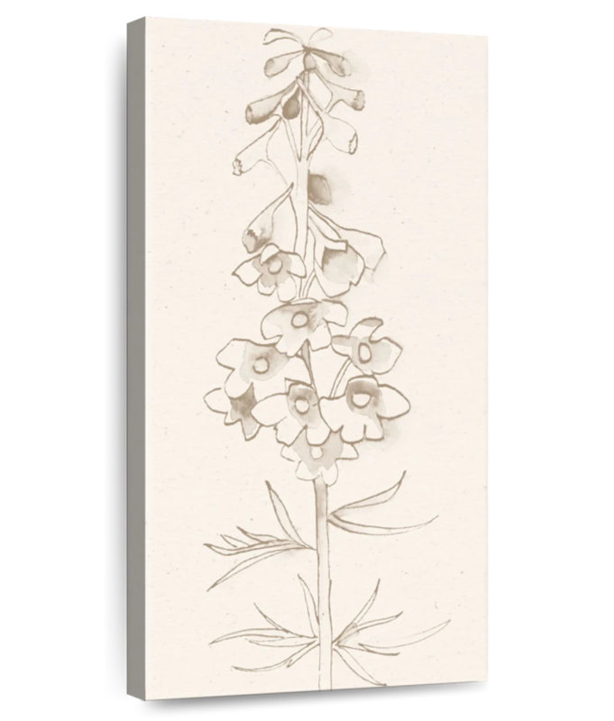 Delphinium I, H 30 po x l 15 po
