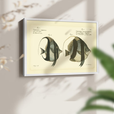 Bloch Antique Fish I -Framed Print - Restickable