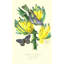 Finch On Bunch Of Bananas Print by Porter Design-26924033-26924038