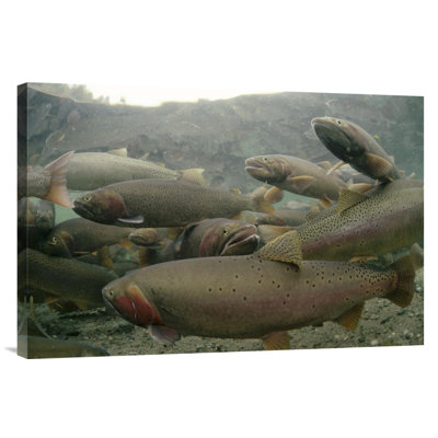 " Cutthroat Trout Group In The Spring, Henry "