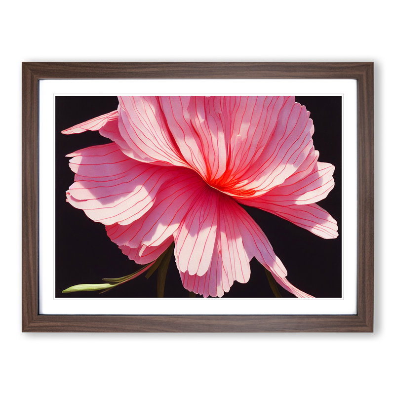 Splendorous Carnation Flower - Framed Print, 25cm H x 34cm W x 2cm D, Walnut