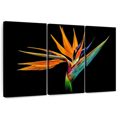 Harnek Strelitzia particulier