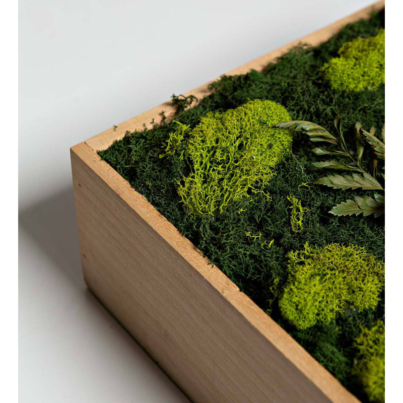 Moss Plant in Wood Freestanding