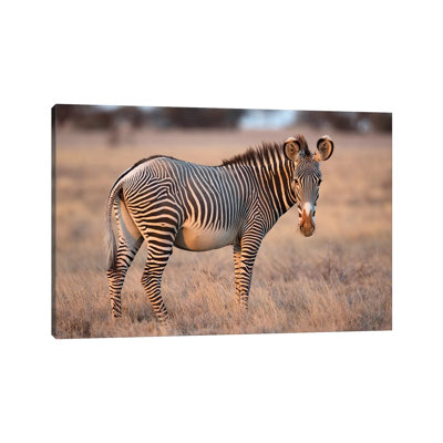 " Grevy Zebra " by Mogens Trolle