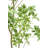 TREE LAUREL GROWER 7FT