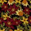Mtecombe 2.5m x 1.04m Matte Mural-152619877