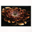 «Brown Fractal Flower», impression-35124944-26668378