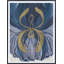 Blue Dragon Print by Morlock, Jody-1136968501-1136968498