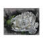 Adelphi Demure - impression sur toile tendue-26109531