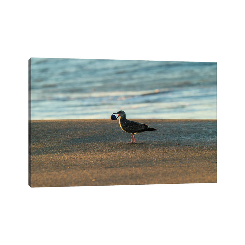 Seagull Carrying Stone Ball In Its Mouth, Seal Beach, Orange County, California, USA by Panoramic Images - Wrapped Canvas Print