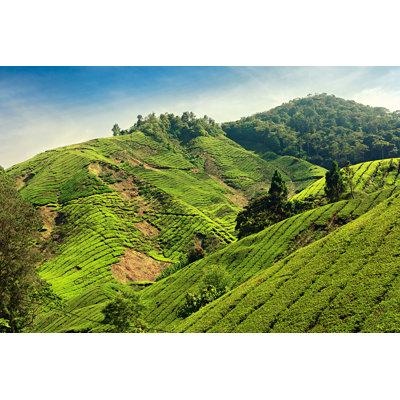 " Tea Plantation "