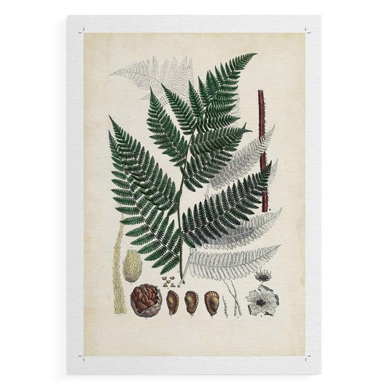 Collection de fougères IV - impression sur toile seulement - non encadrée, H 36 po x l 24 po
