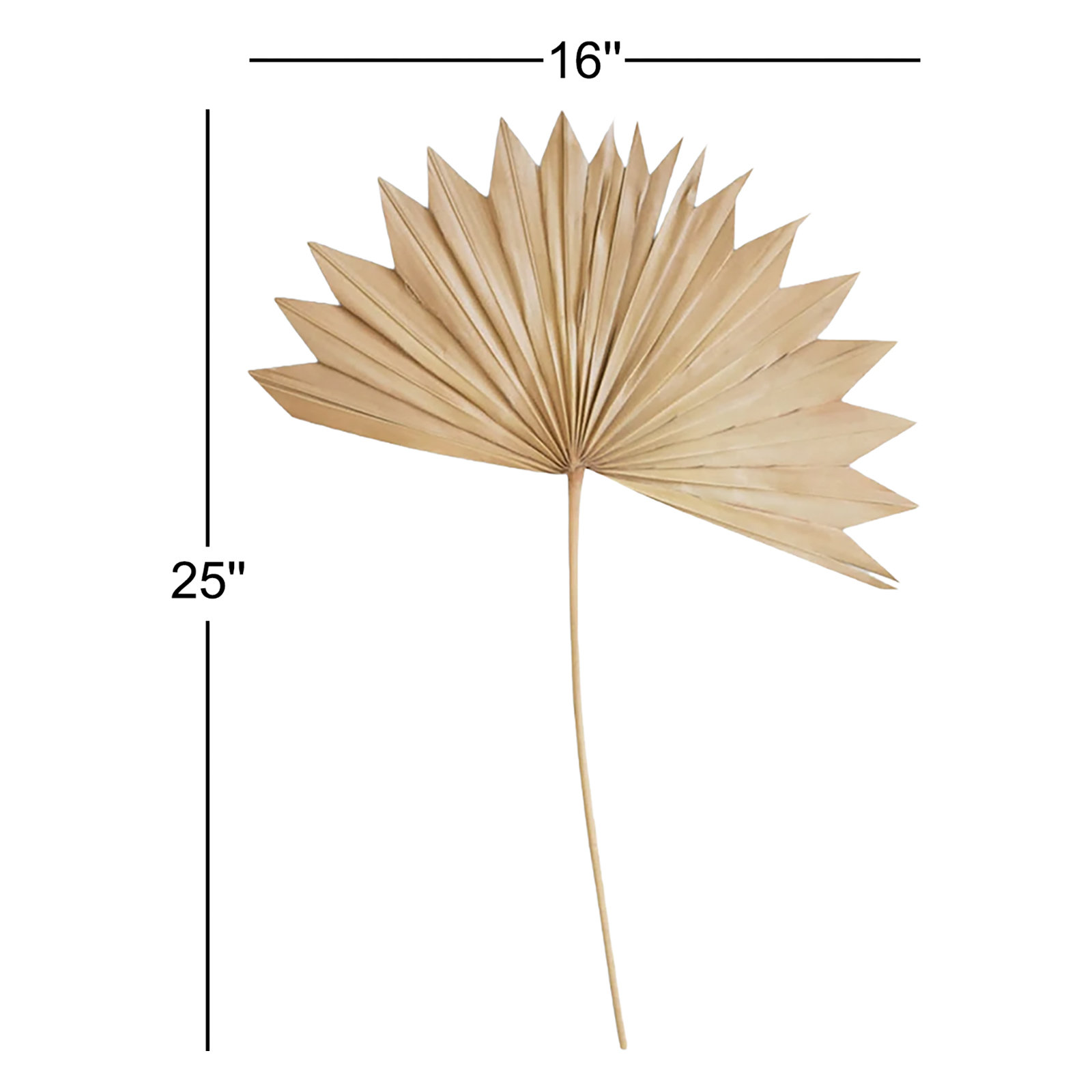 25" Palm Branch