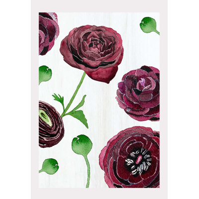 Black Ranunculus On Snow Print by Jessica Hollander