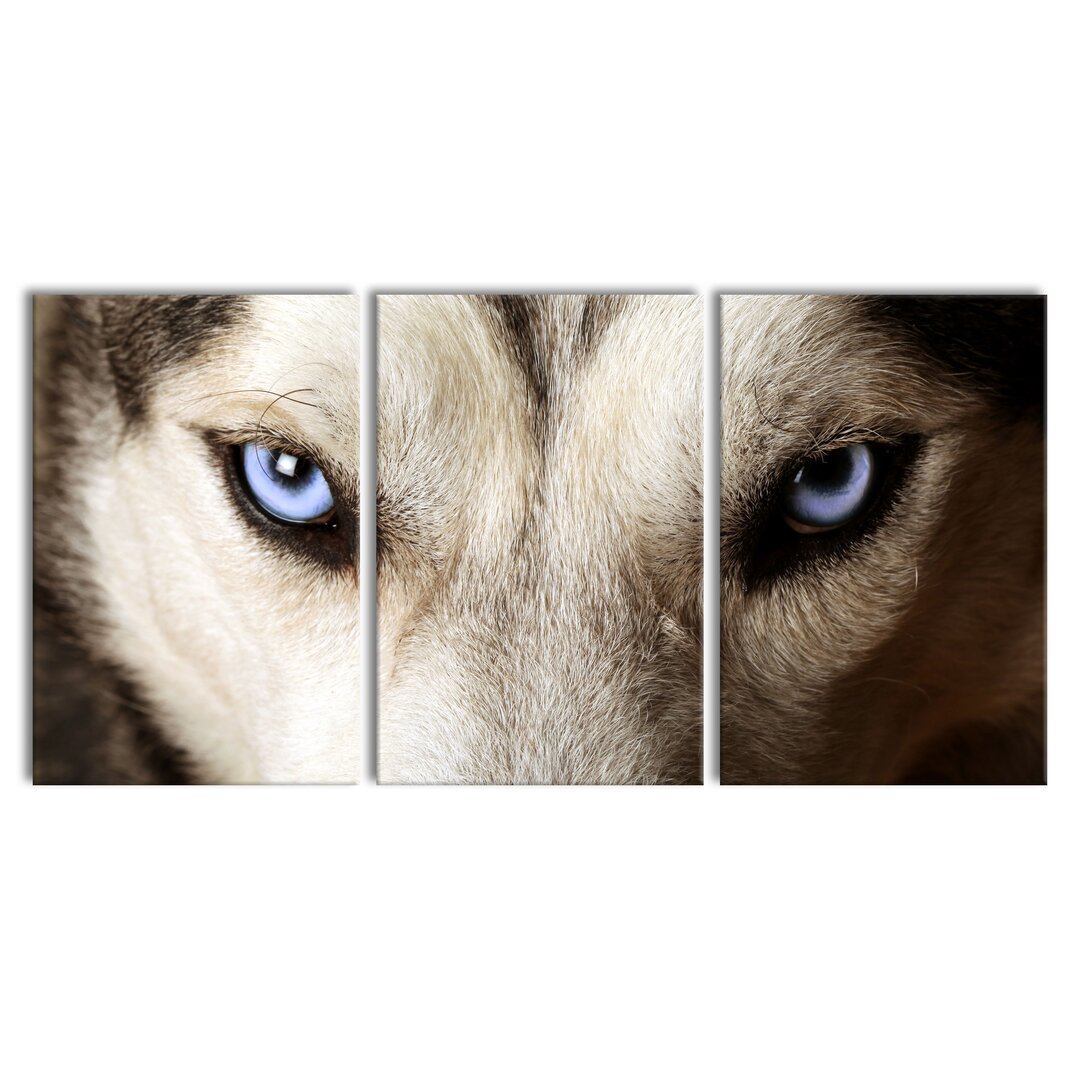 3-tlg. Leinwandbilder-Set Husky with Ice Blue Eyes