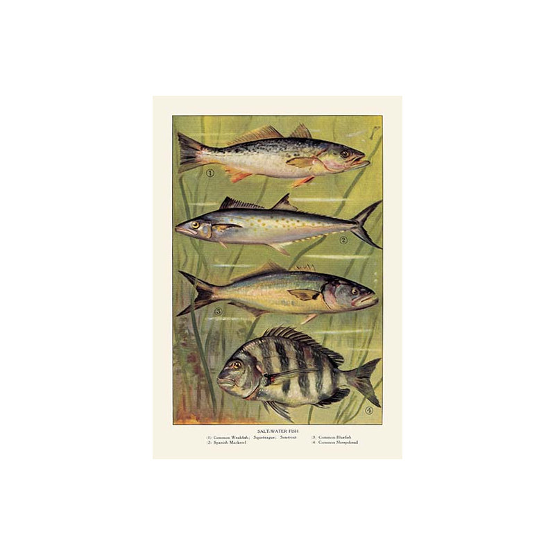 Publicité rétro eau salée fish