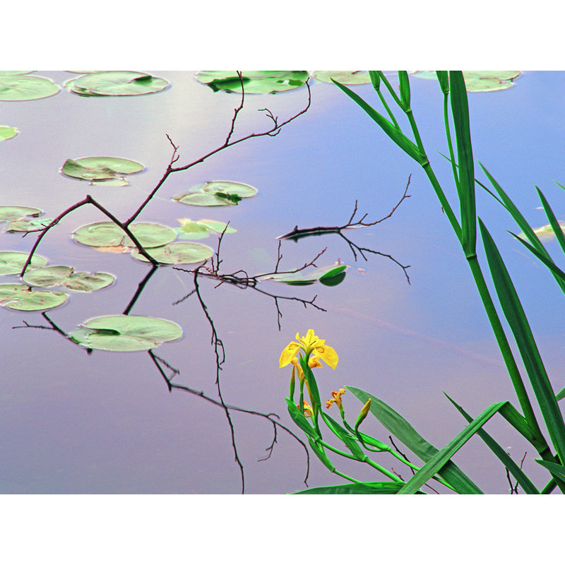 Iris And Lily Pad Design Print by Bruce Heinemann