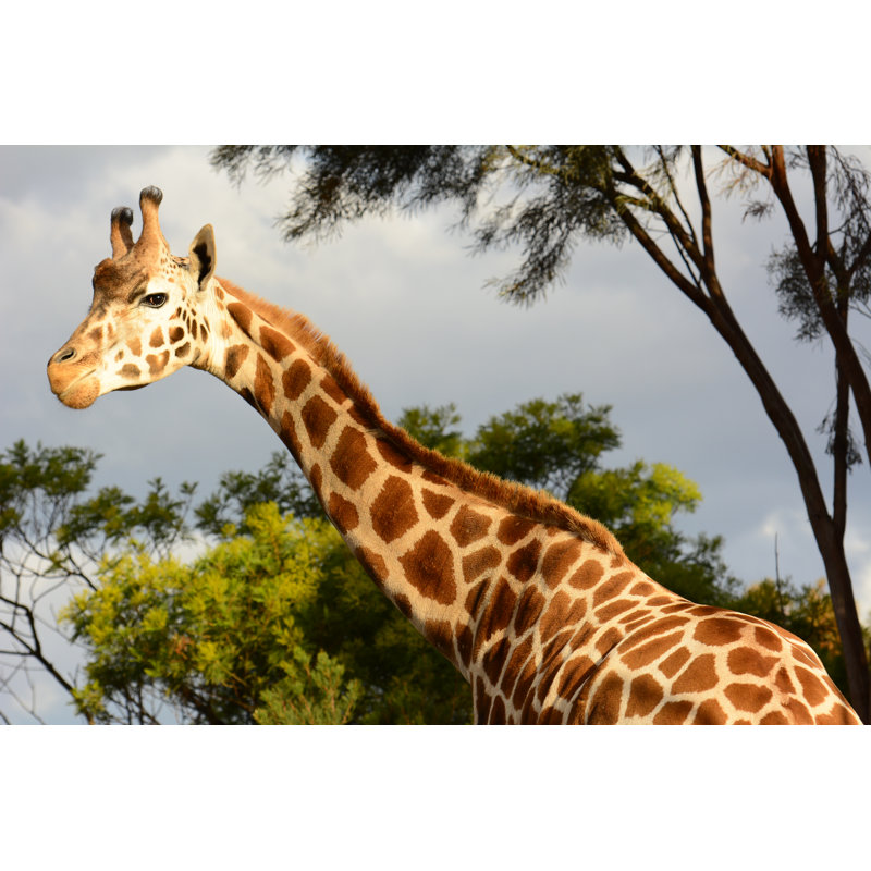Giraffe - Wrapped Canvas Print, 51cm H x 76cm W x 3.8cm D