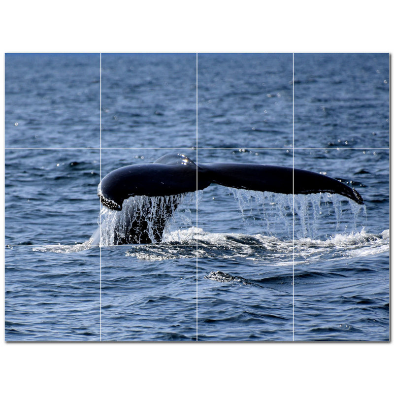 Baleine photo 8 x 8