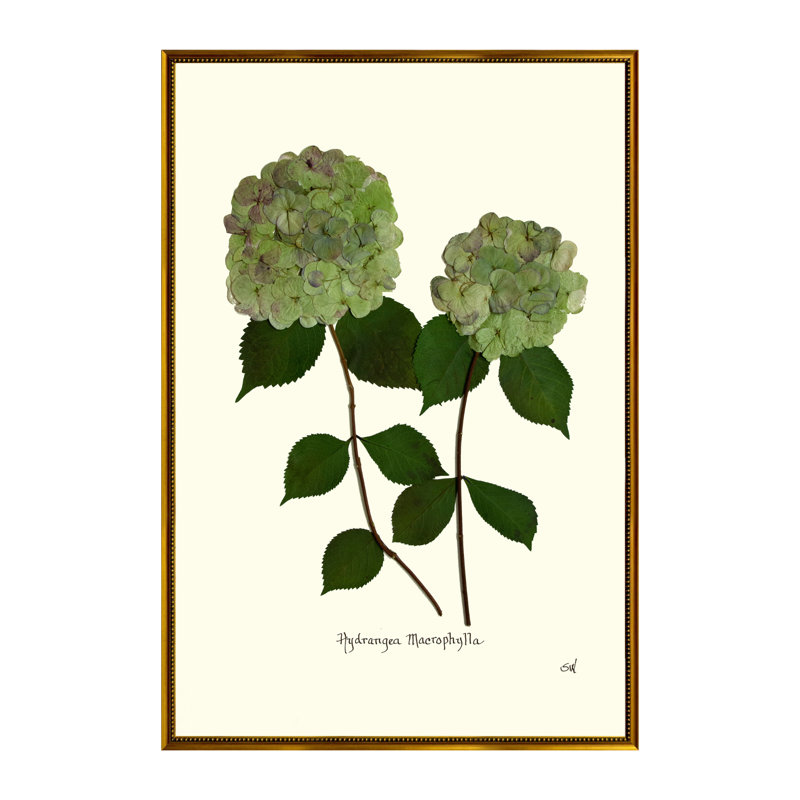Double Green Hydrangea Print by Sandy Whitaker, 25.25" H x 21.25" W