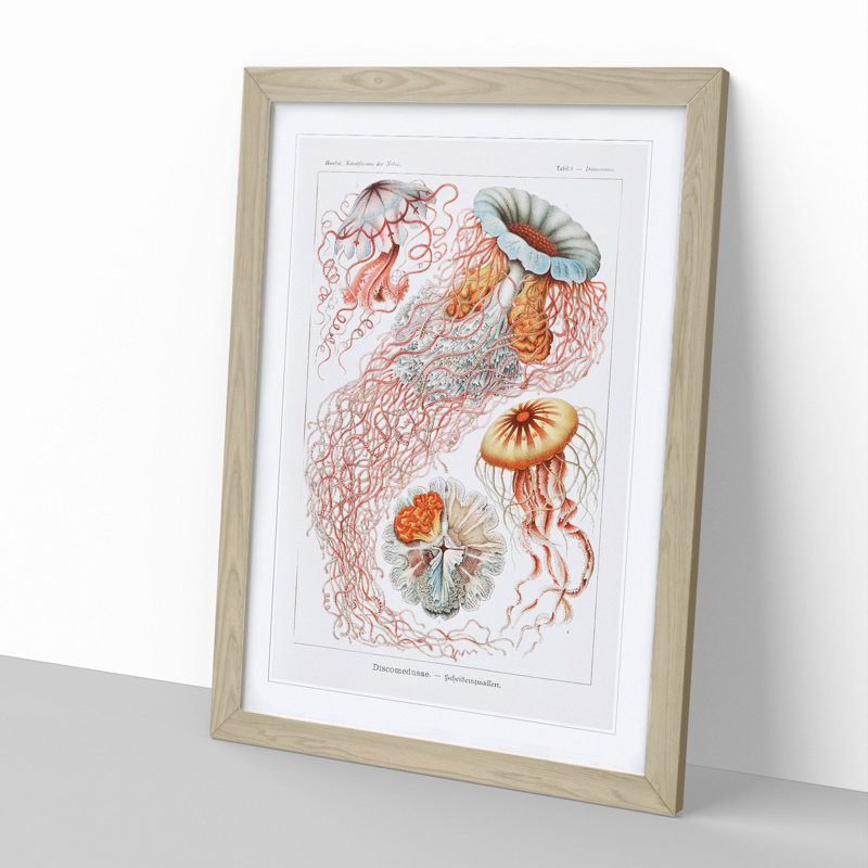 Discomedusae Jellyfish Vol.1 by Ernst Haeckel - Picture Frame Graphic Art, 36cm H x 27cm W x 2cm D, Oak Framed