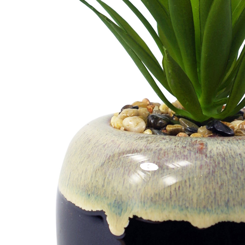 Annistin 20cm Plant