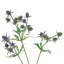 Delphinium Sprays-86731885
