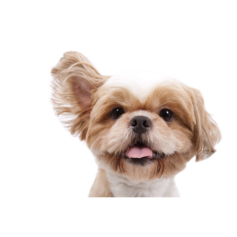 Petit chien - photographie sur toile tendue, L 12 po x H 8 po
